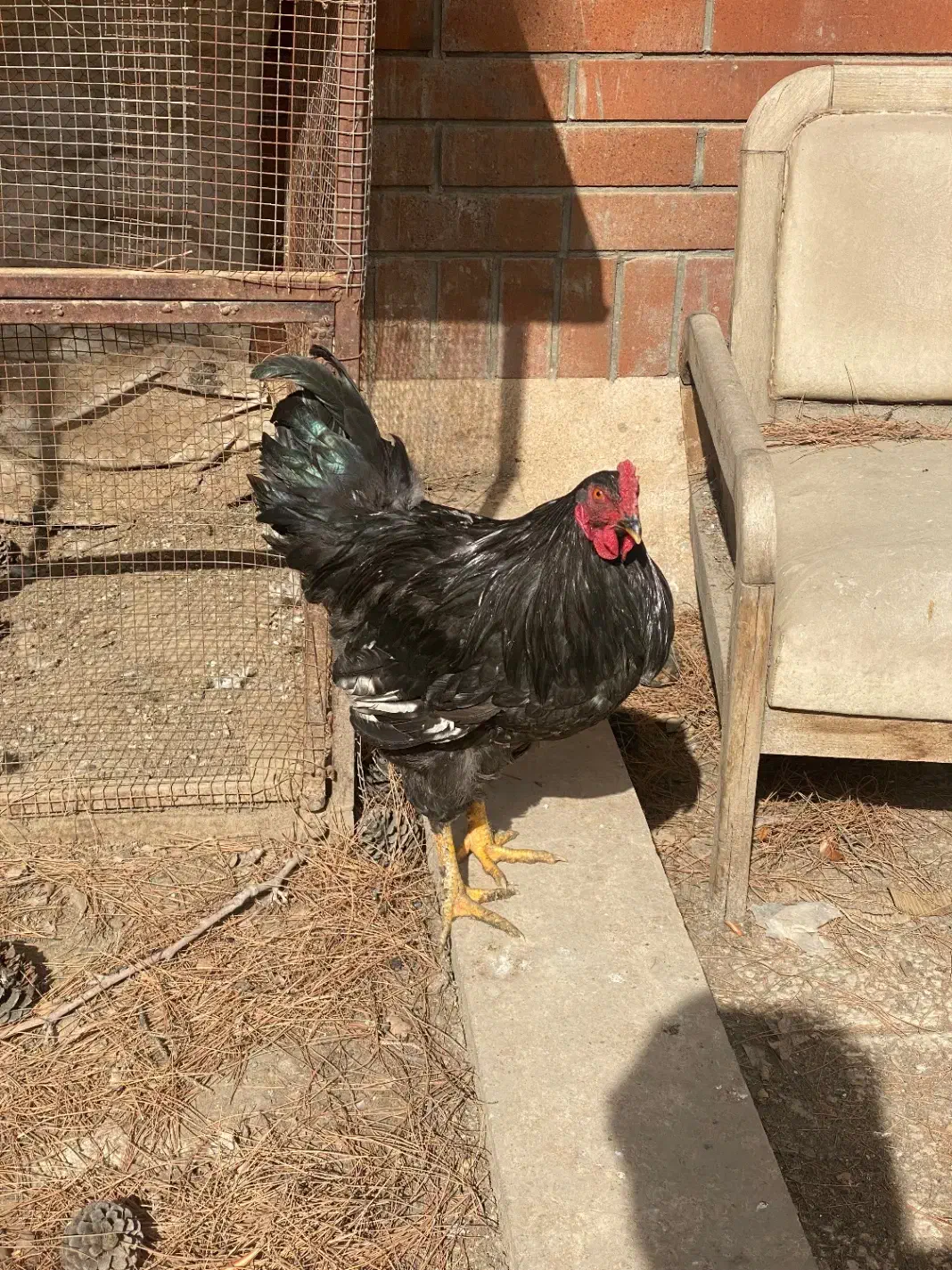 خروس محلی|حیوانات مزرعه|مشهد, ویلاشهر|دیوار