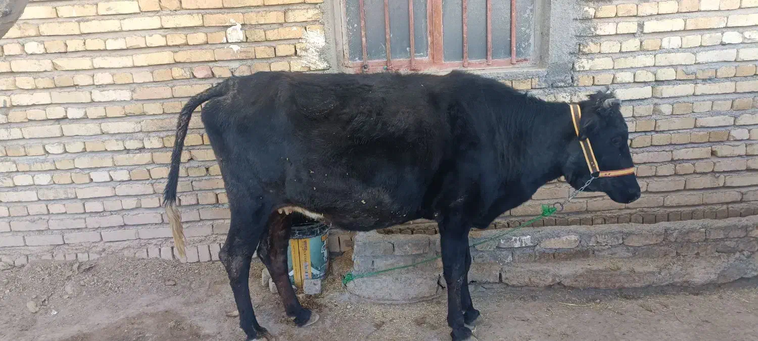 گاو محلی آبستن|حیوانات مزرعه|هرسین, |دیوار