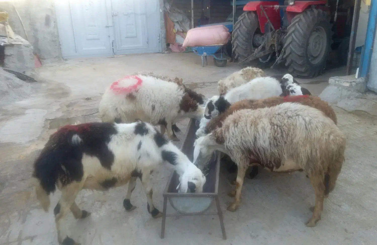 میش و بره|حیوانات مزرعه|فیروزآباد (لرستان), |دیوار