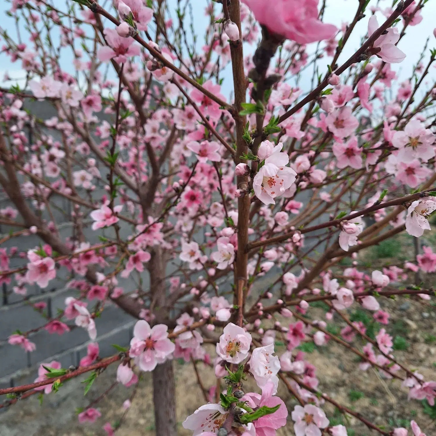 تصویر 8