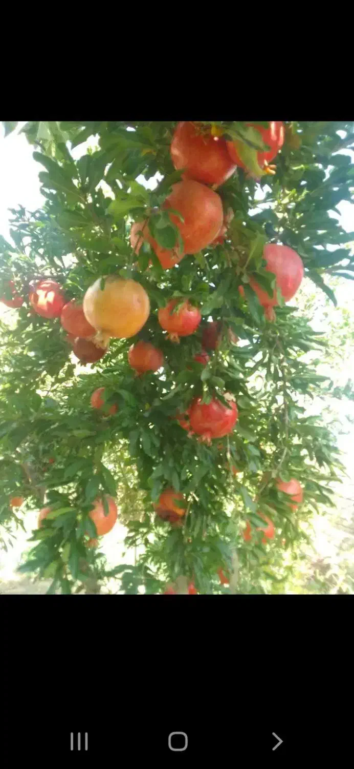 فروش انار ورب انار|خوردنی و آشامیدنی|کاشان, کشاورز|دیوار