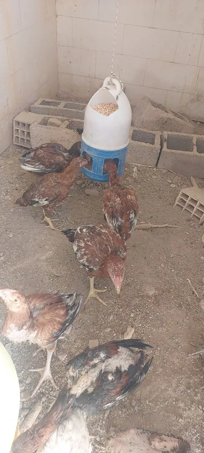 جوجه مرغ لاری|حیوانات مزرعه|سیرجان, |دیوار