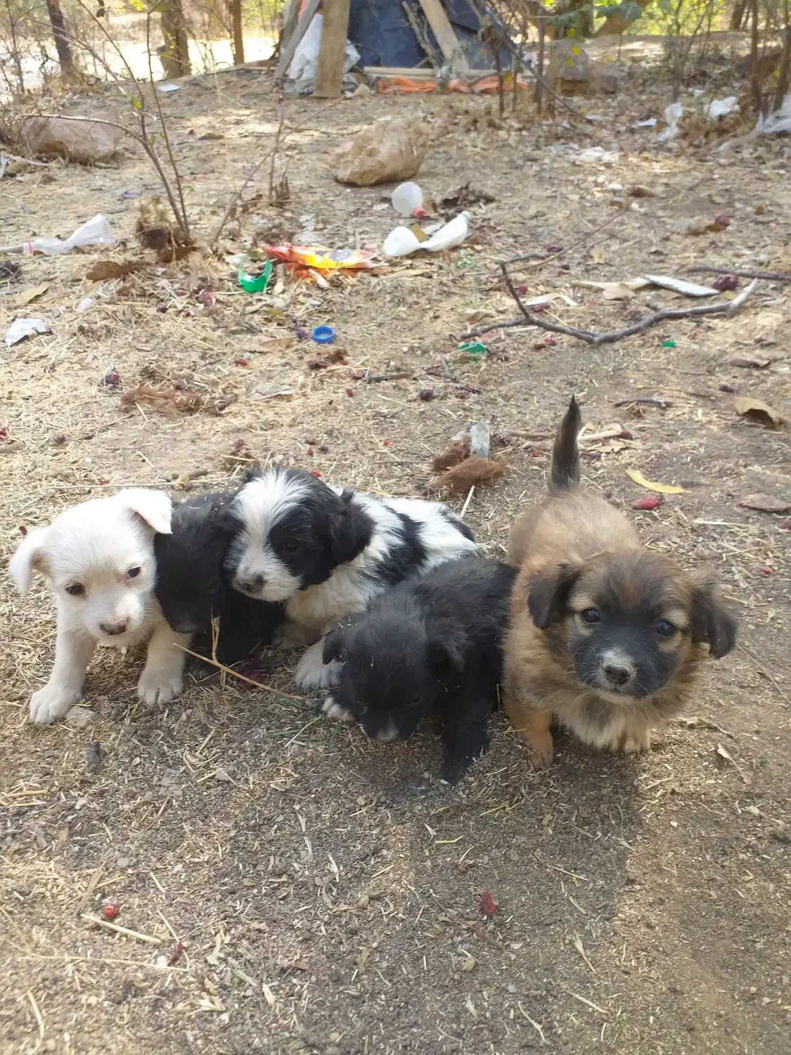 سگ پاکوتاه|سگ|تهران, شمشیری|دیوار