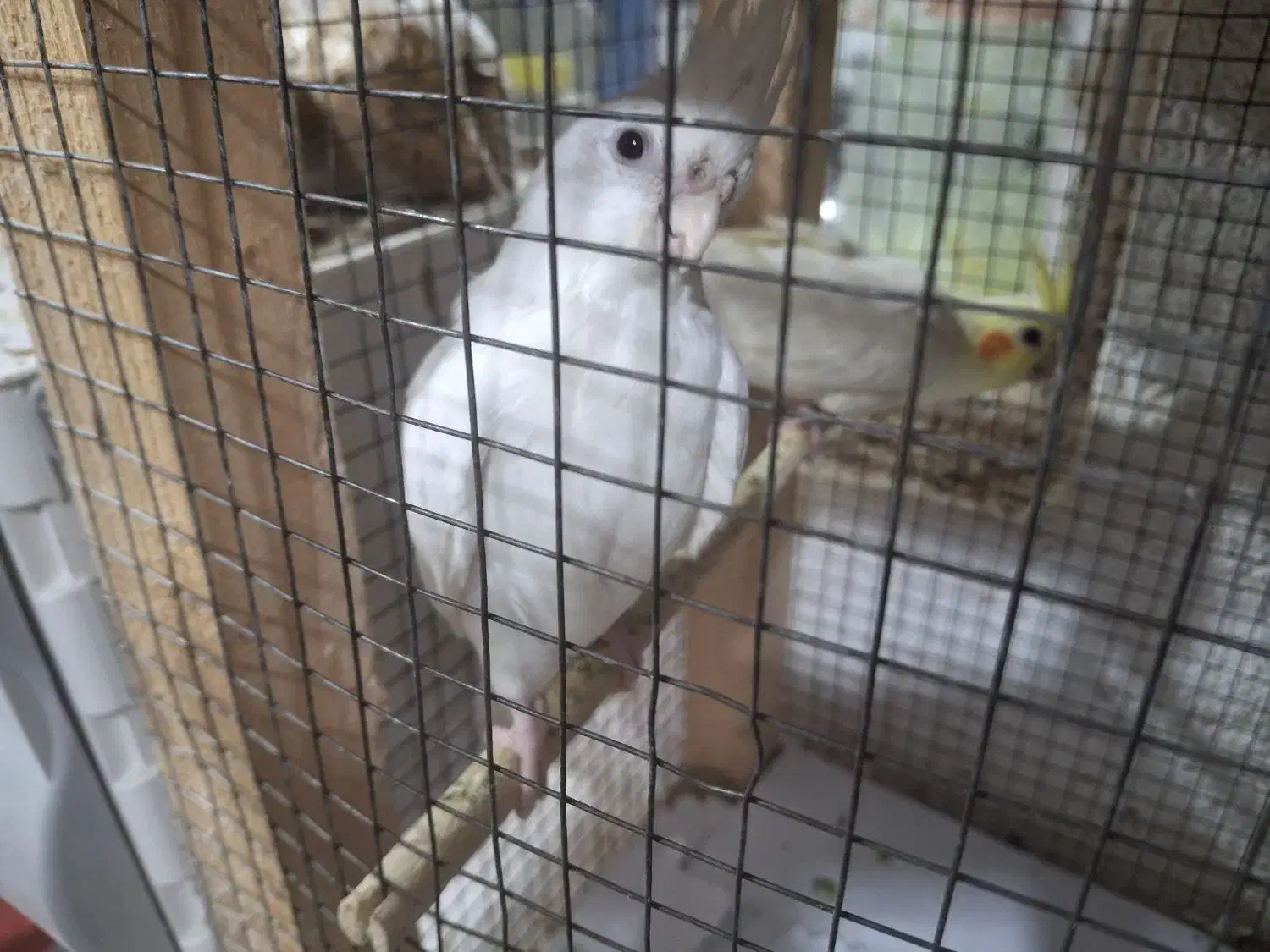 عروس هلندی جفت ومرغ عشق|پرنده|بندرعباس, |دیوار