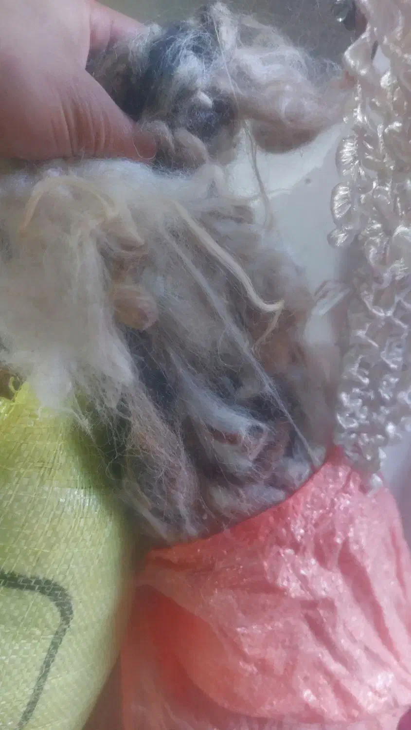 پشم گوسفندی تمیز|رختخواب، بالش، پتو|ارومیه, |دیوار