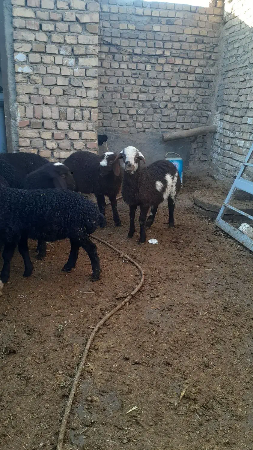 بره نر|حیوانات مزرعه|بوئین زهرا, |دیوار