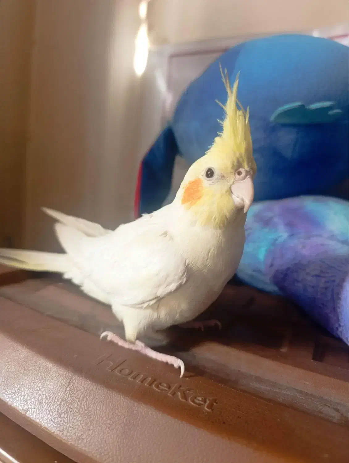 عروس هلندی لوتینو|پرنده|زابل, |دیوار