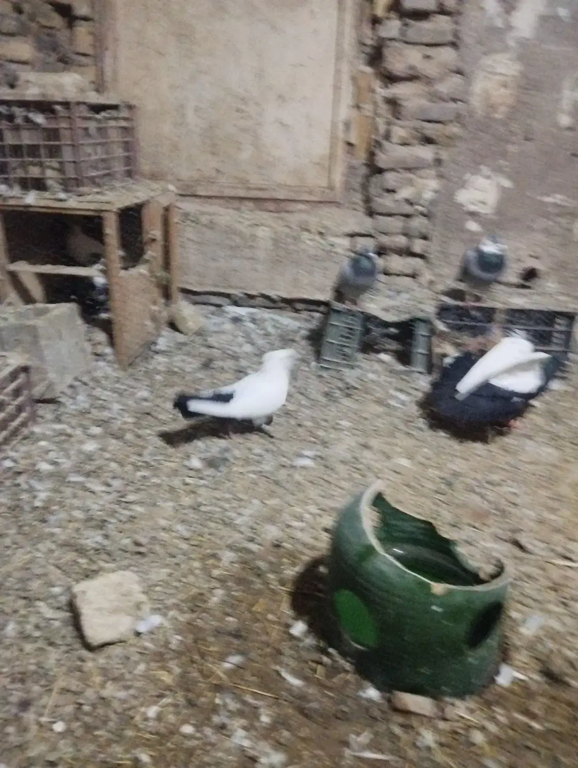 پرنده|پرنده|گتوند, |دیوار