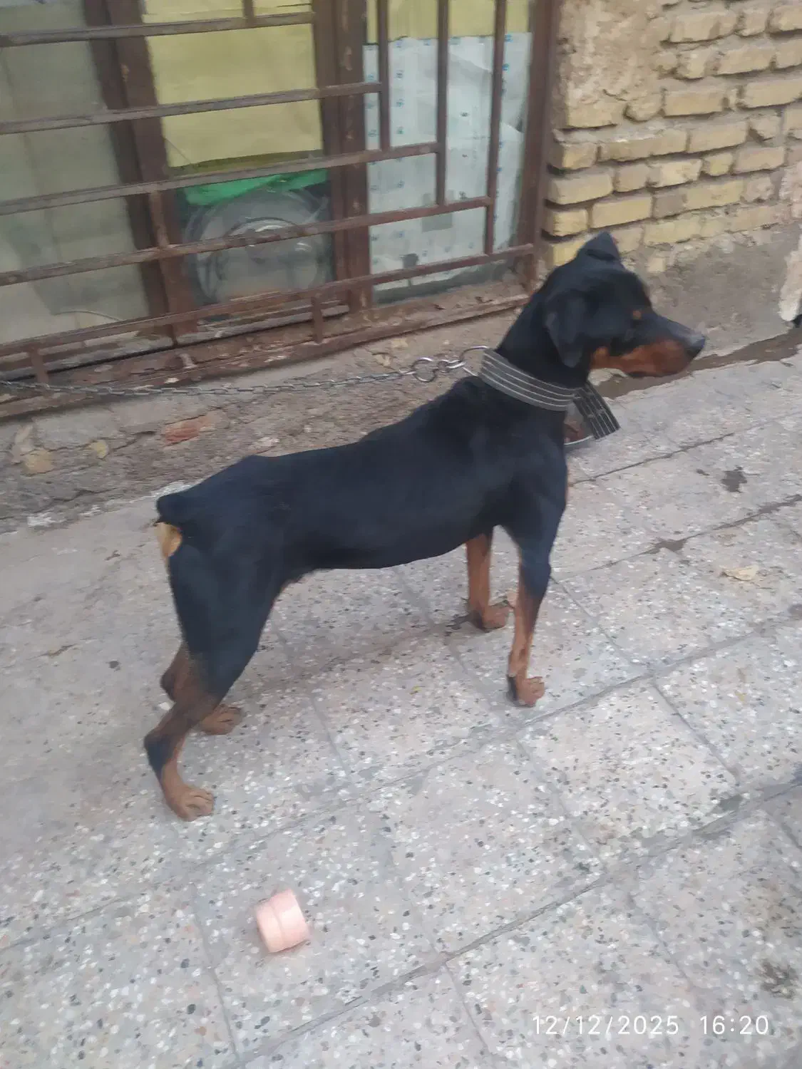 سگ دوبرمن|سگ|سیرجان, |دیوار