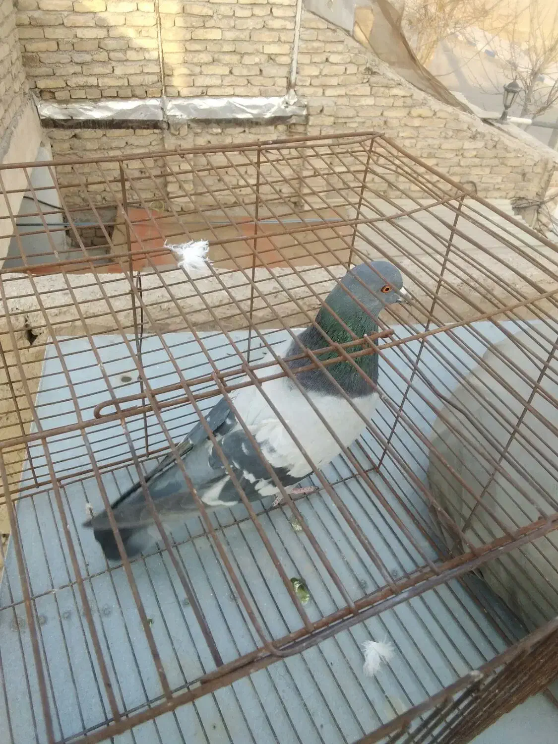 کفتر سبز پرشی  عطیقه|پرنده|قرچک, باقرآباد|دیوار