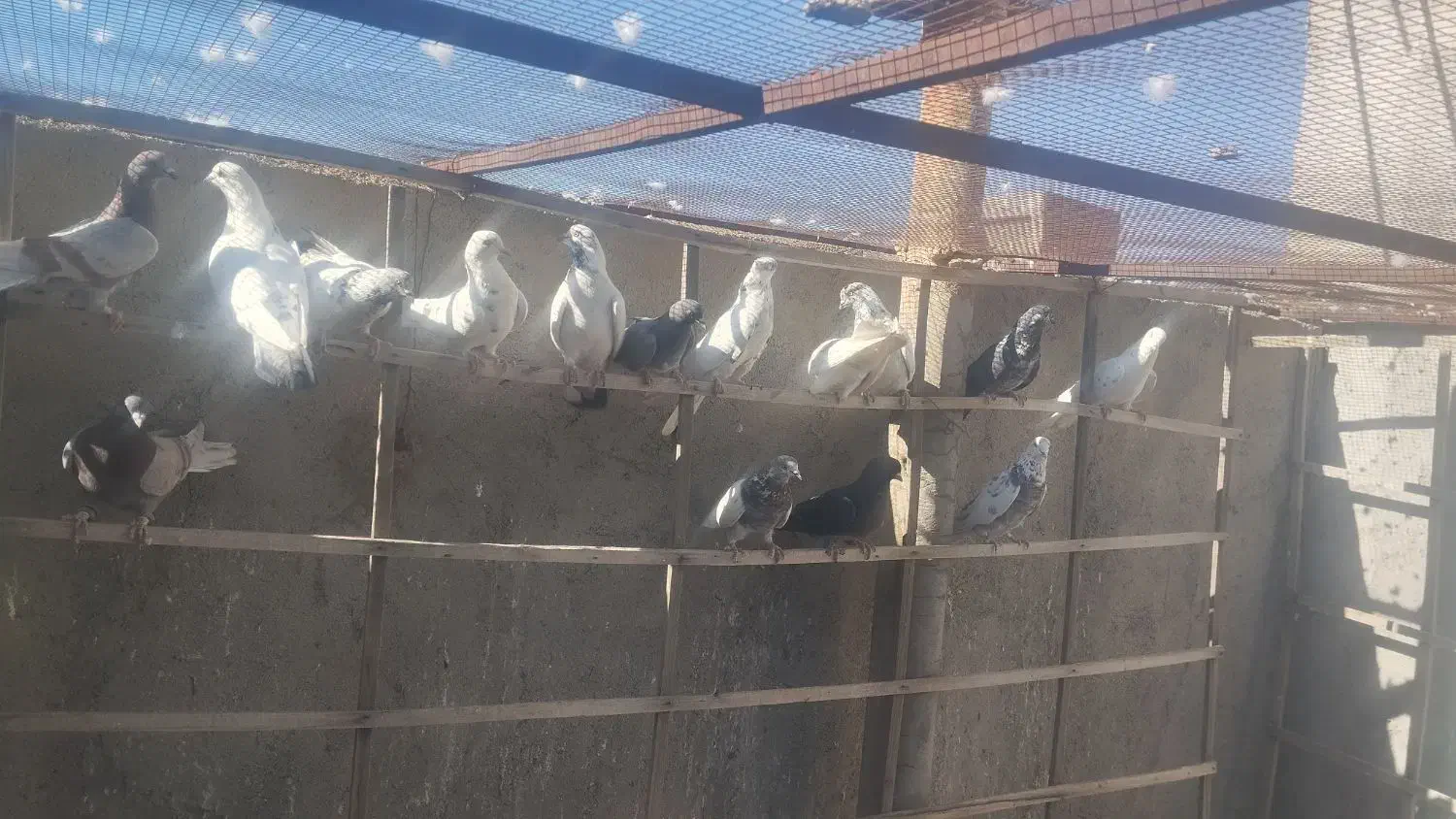 کبوتر|پرنده|فولادشهر, فولادشهر|دیوار