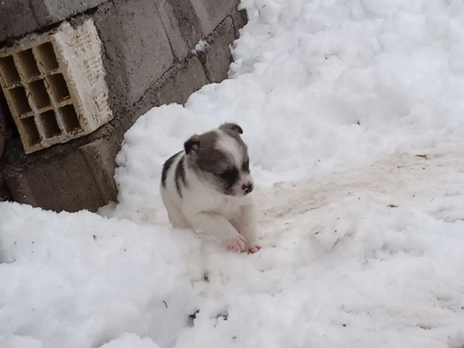 سگ پاکوتاه|سگ|میانه, |دیوار