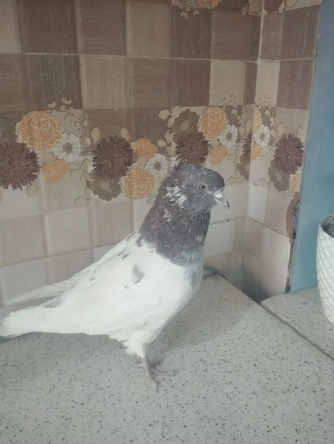 کبوتر|پرنده|تهران, بلورسازی|دیوار