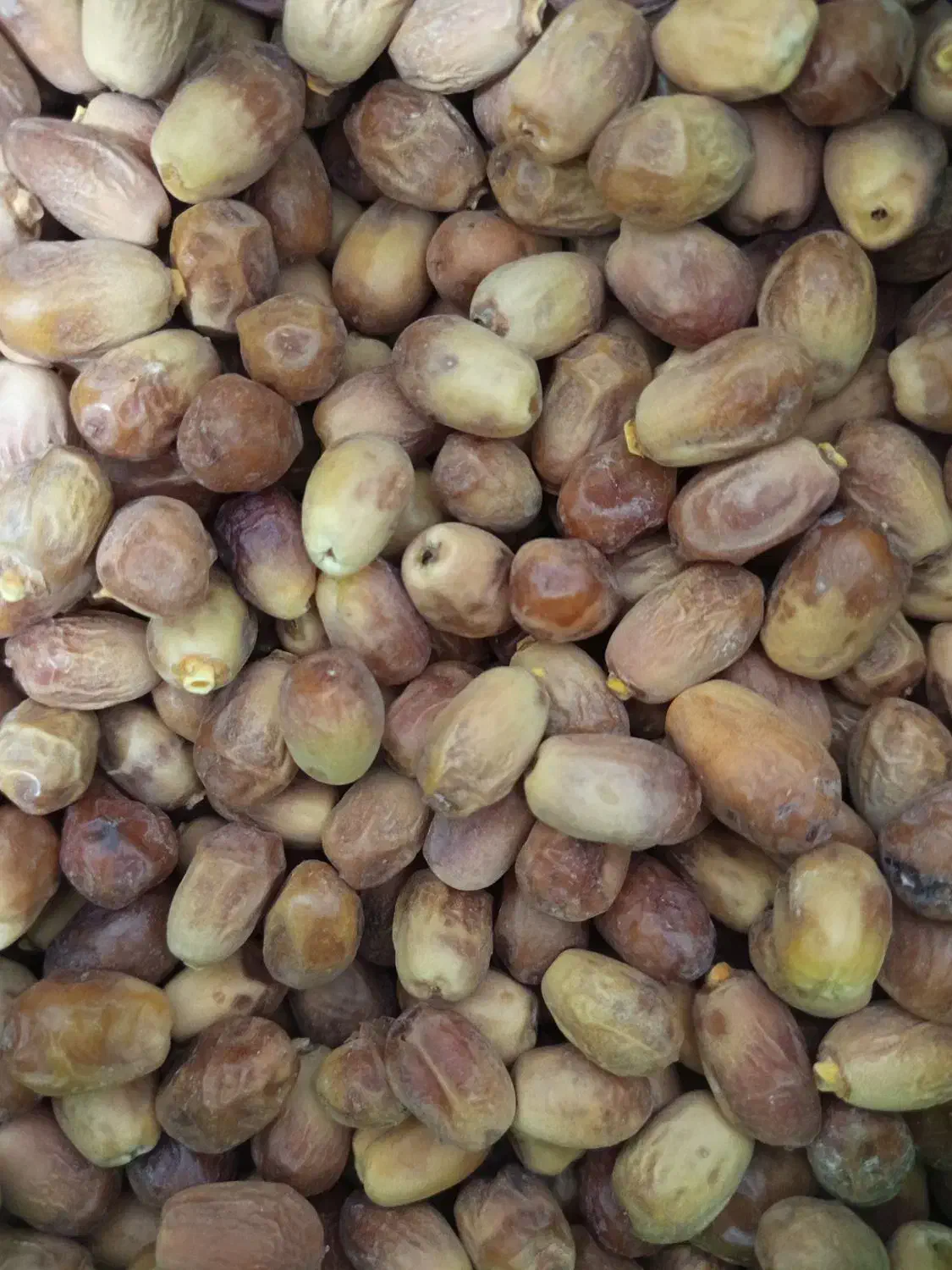 قصب زاهدی از باغات شهرستان فراشبند فارس|خوردنی و آشامیدنی|فراشبند, |دیوار