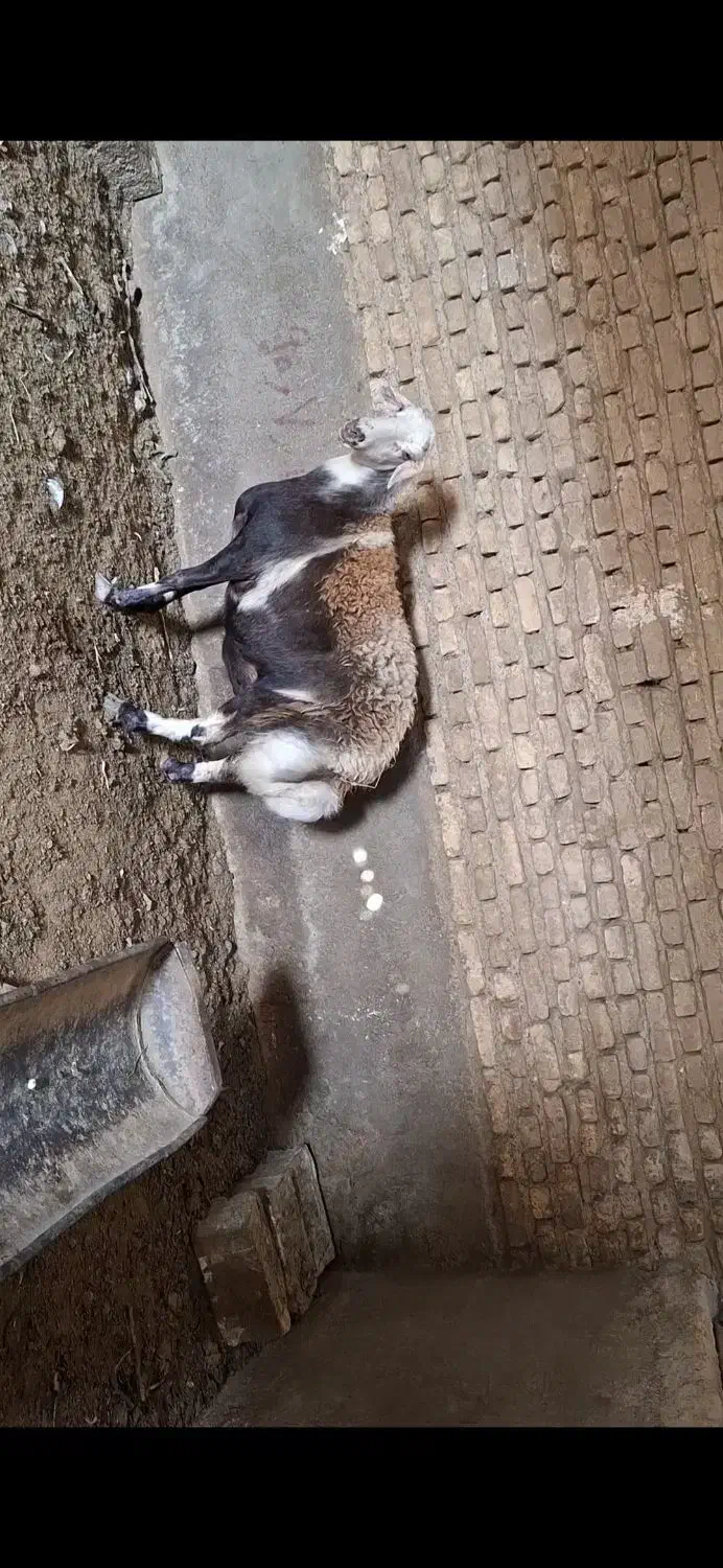 گوسفند پلنگی|حیوانات مزرعه|مشهد, کارده|دیوار