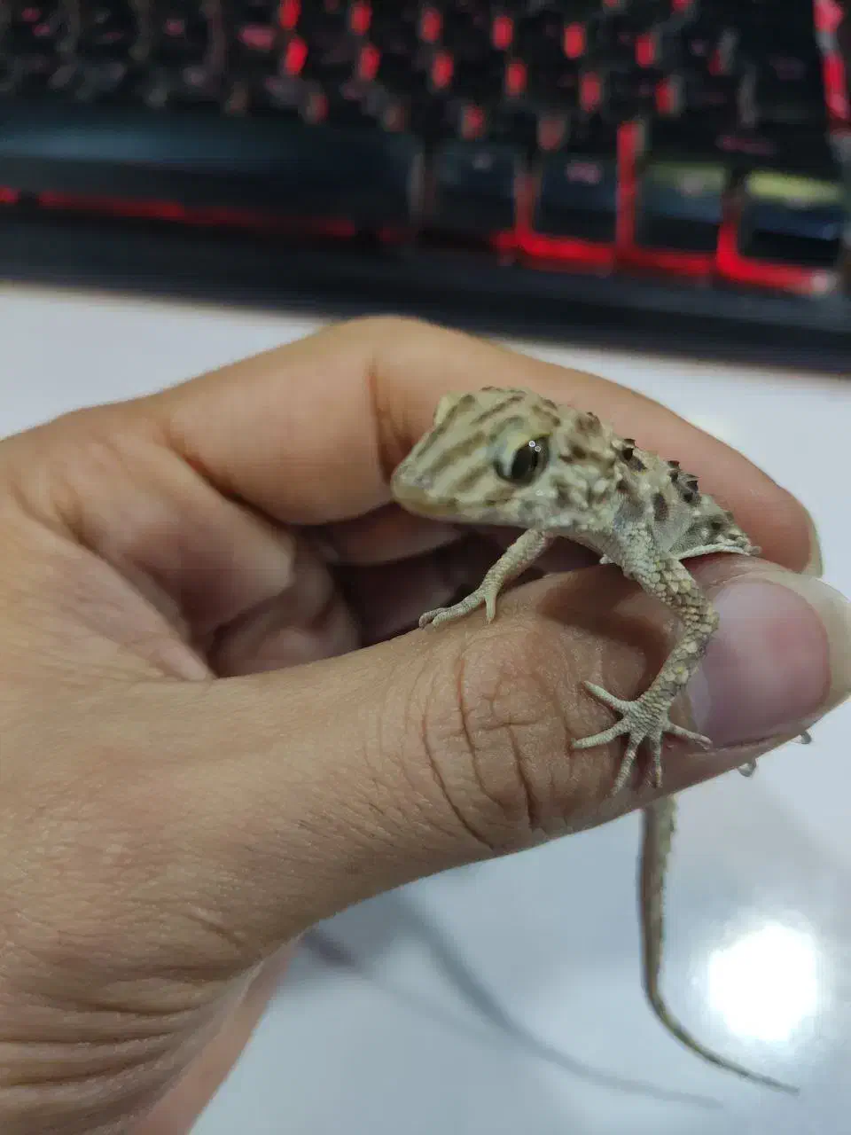 فوق‌العاده جذاب دیدنی|خزنده|مشهد, هفده شهریور|دیوار