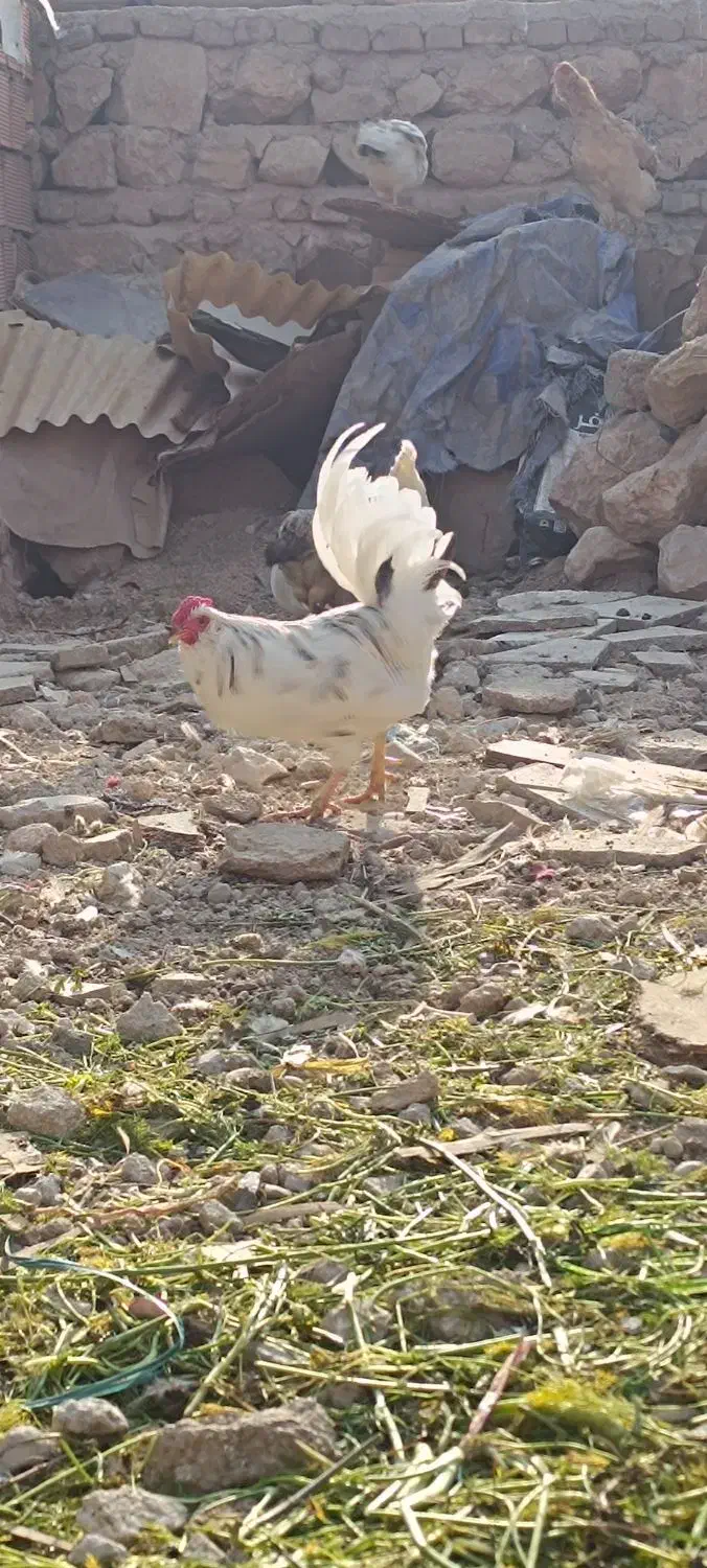 گلین خروس|حیوانات مزرعه|چرداول, |دیوار