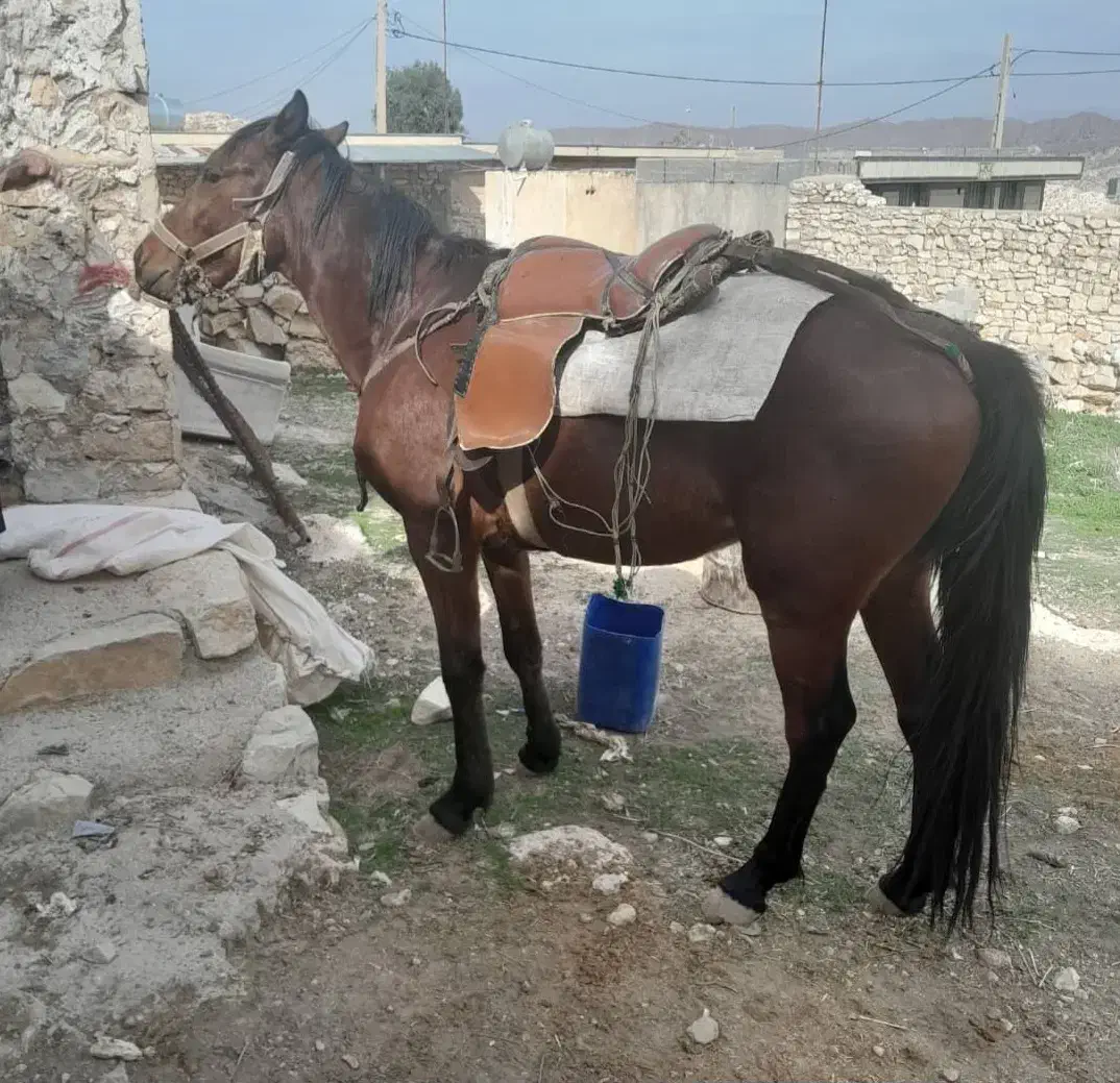 اسب عربی|حیوانات مزرعه|اهواز, کوی رمضان|دیوار