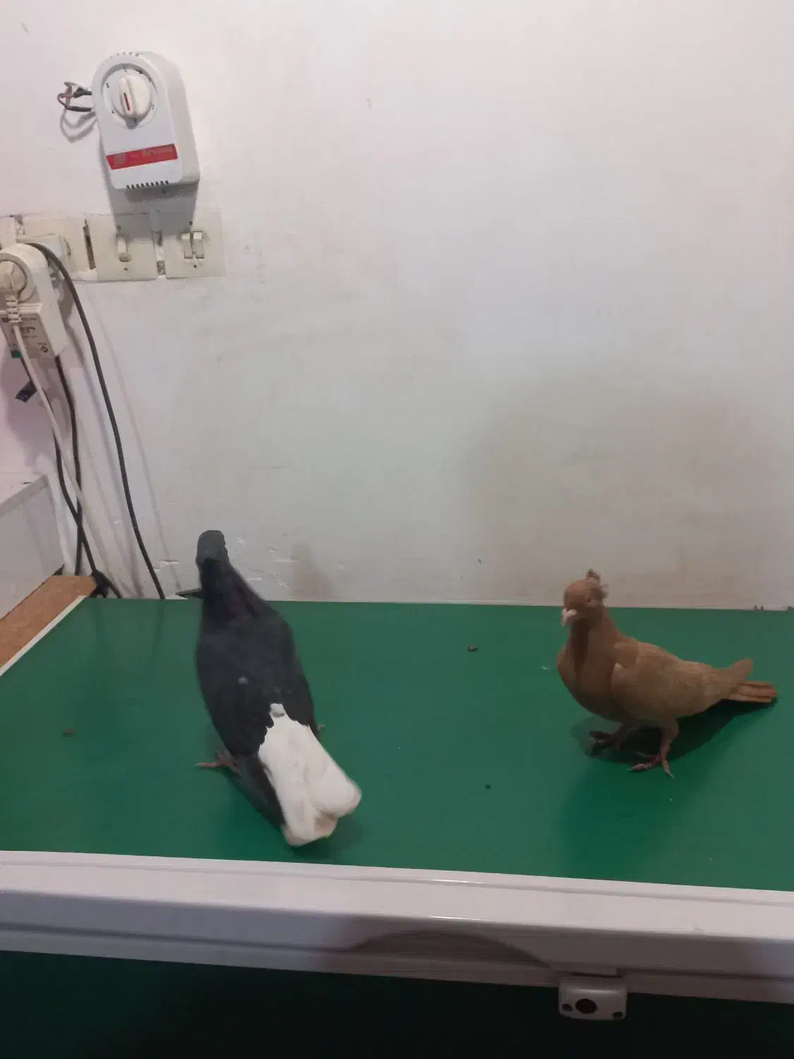 کبوتر دم سفید طوقی|پرنده|کارون, |دیوار