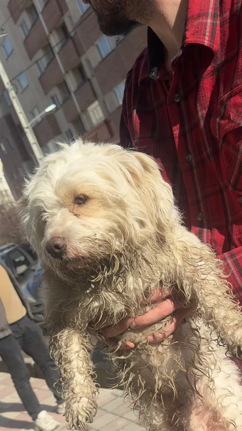 گمشده|حیوانات|اردبیل, |دیوار