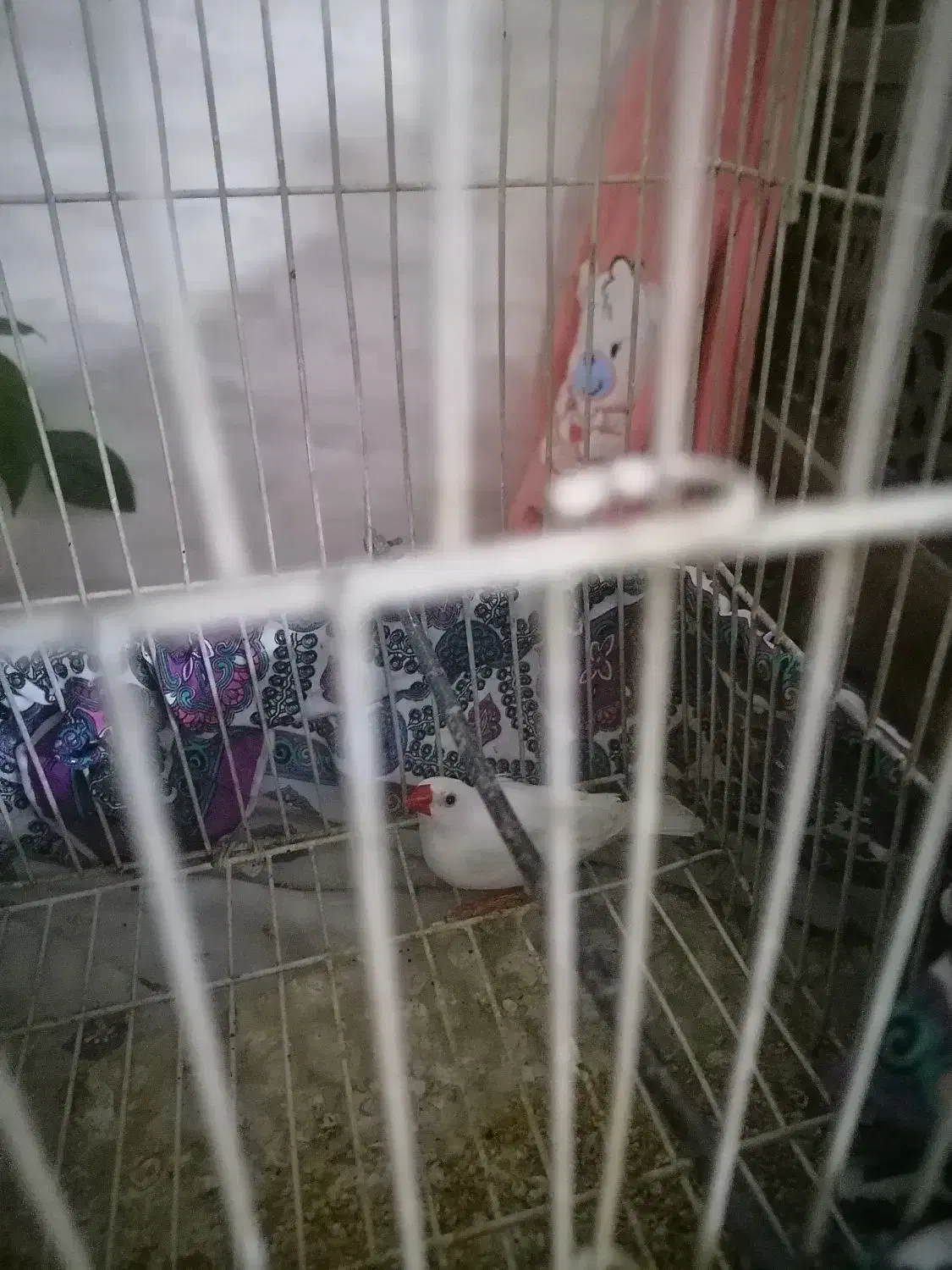 فنچ|پرنده|اصفهان, شهرک کاوه|دیوار