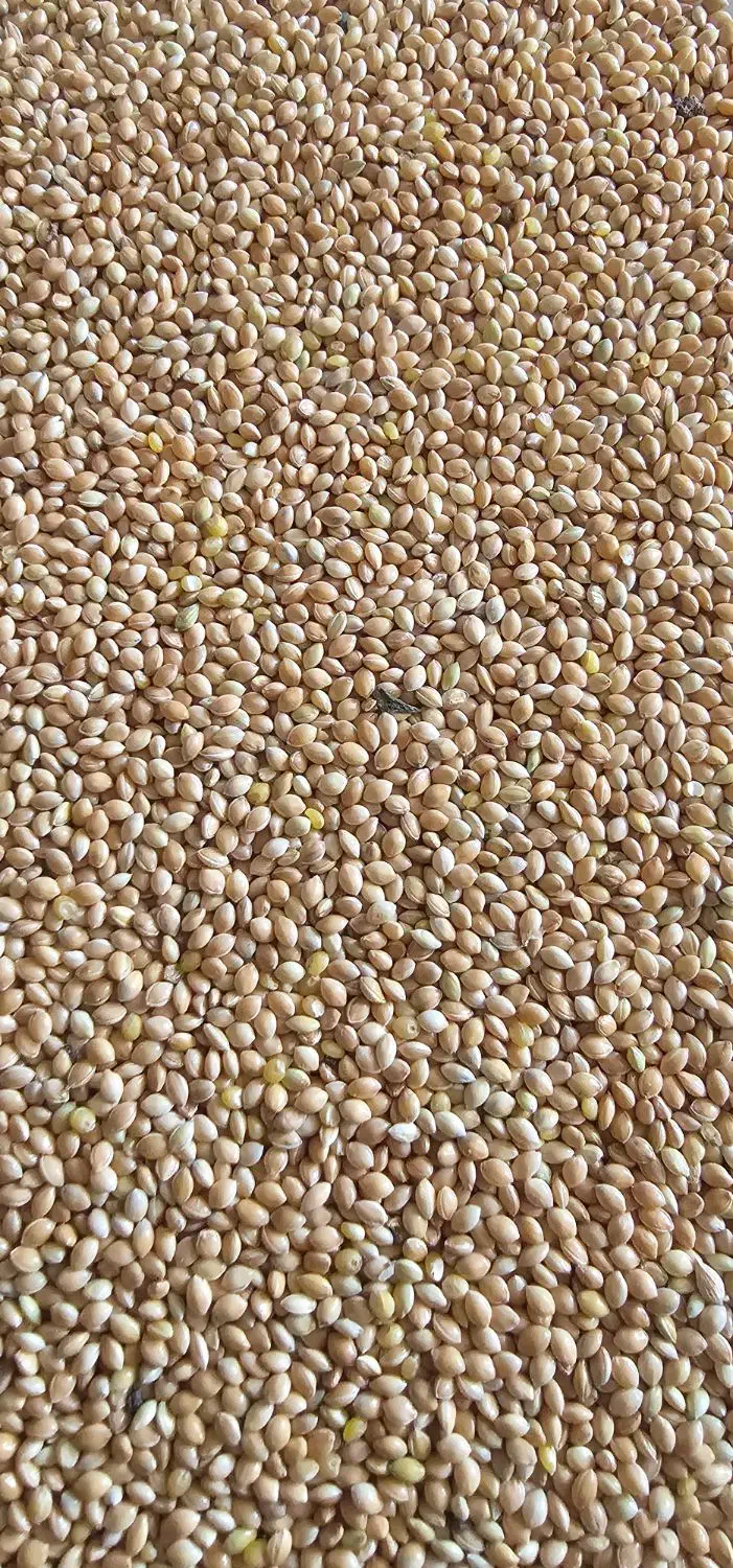 ارزن بومی محلی تمیز گناباد|عمده‌فروشی|گناباد, |دیوار