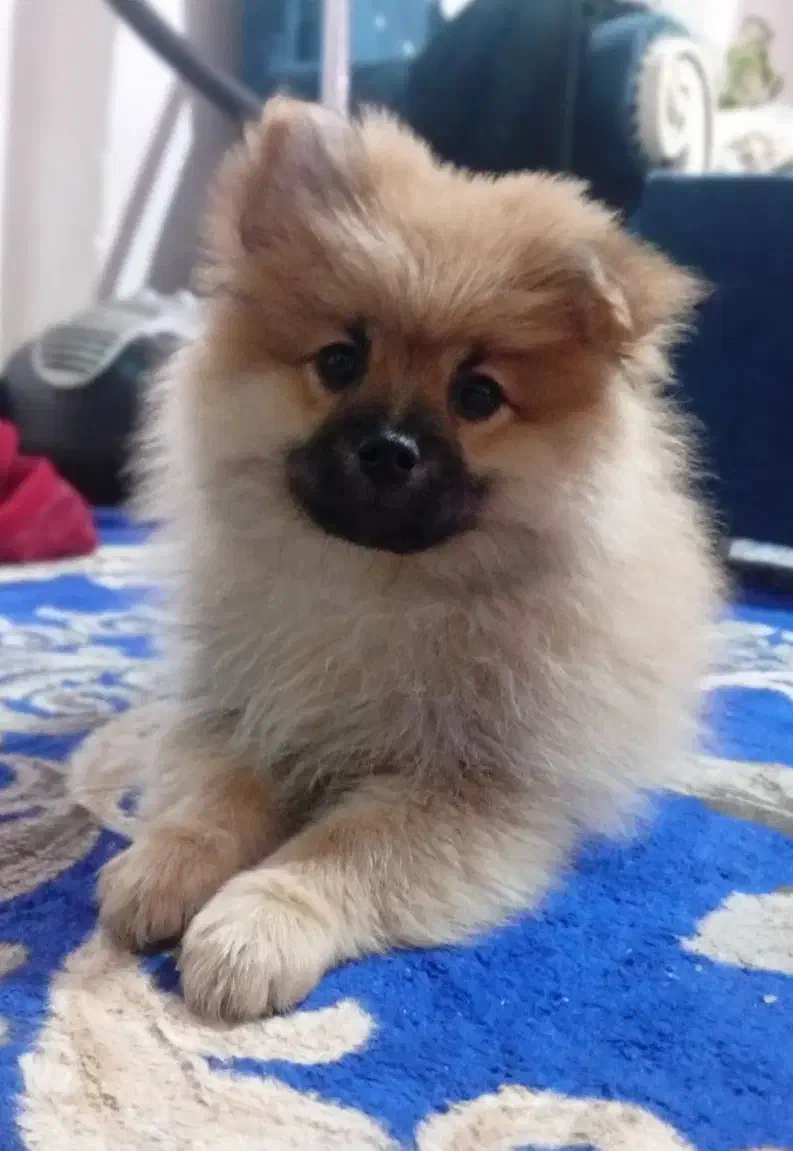 سگ پامر خرسی|سگ|شیراز, ارم|دیوار