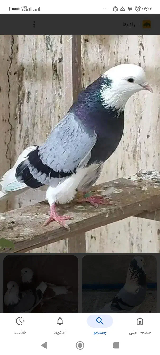 کفتر گمشده|حیوانات|گرگان, |دیوار