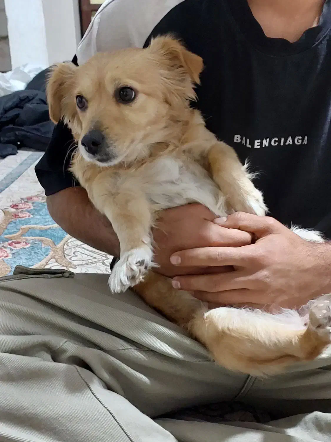 سگ پاکوتاه خانگی|سگ|بجنورد, |دیوار