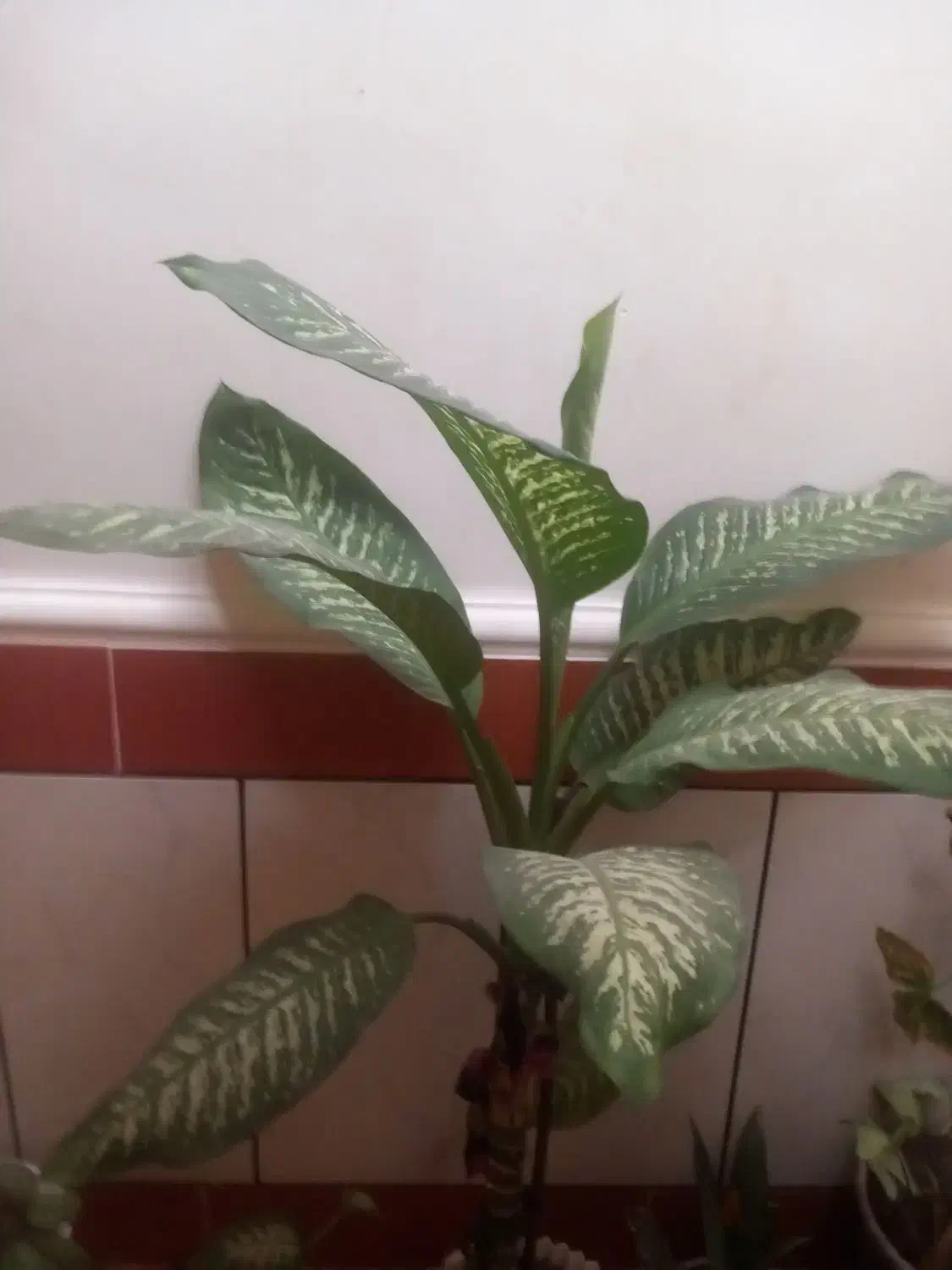 دیفن فروشی|گل و گیاه طبیعی|ایذه, |دیوار