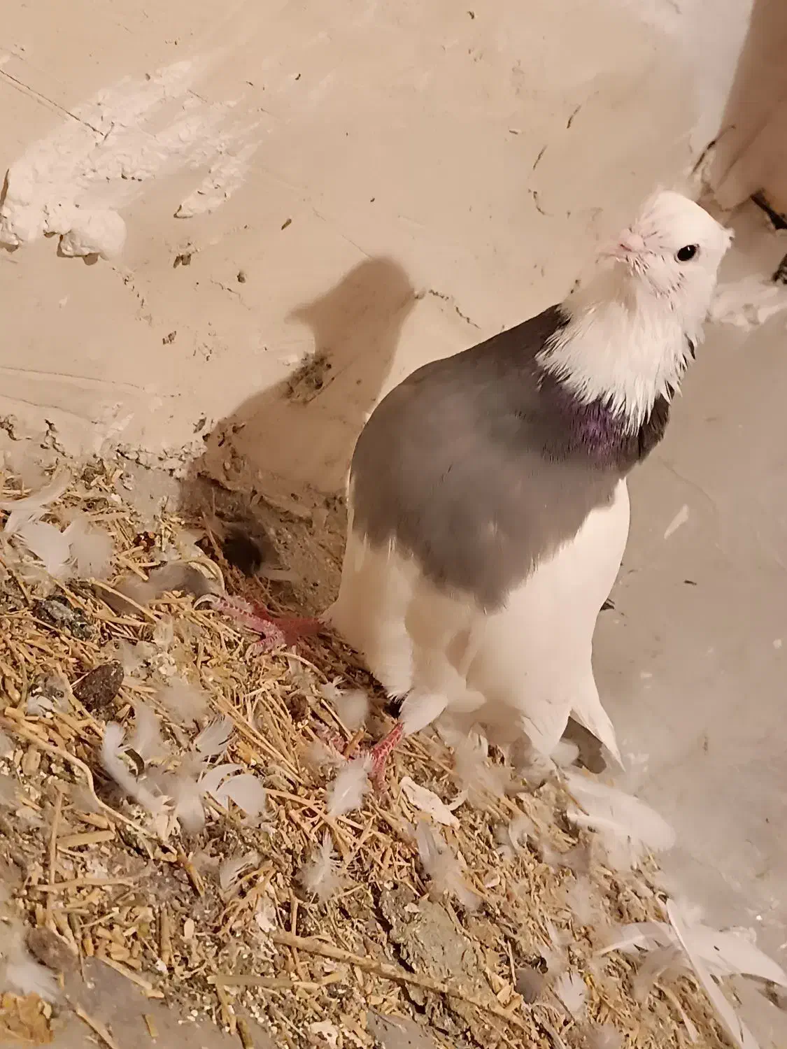 کبوتر طوقی|پرنده|دلبران, |دیوار