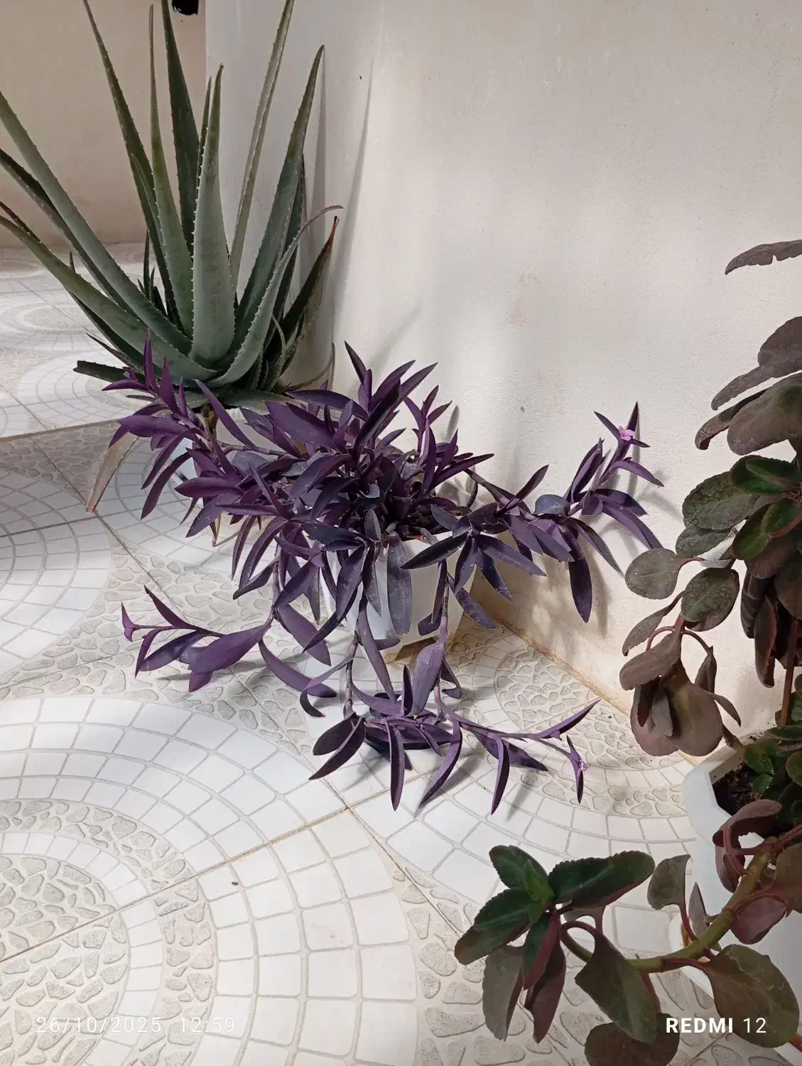 گل فروشی|گل و گیاه طبیعی|ایلام, |دیوار