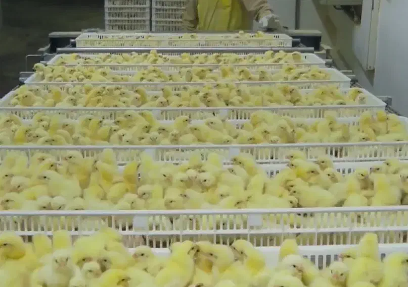 مستقیم سفارش باماشین حمل برای یاسوج جوجه گوشتی|حیوانات مزرعه|یاسوج, |دیوار