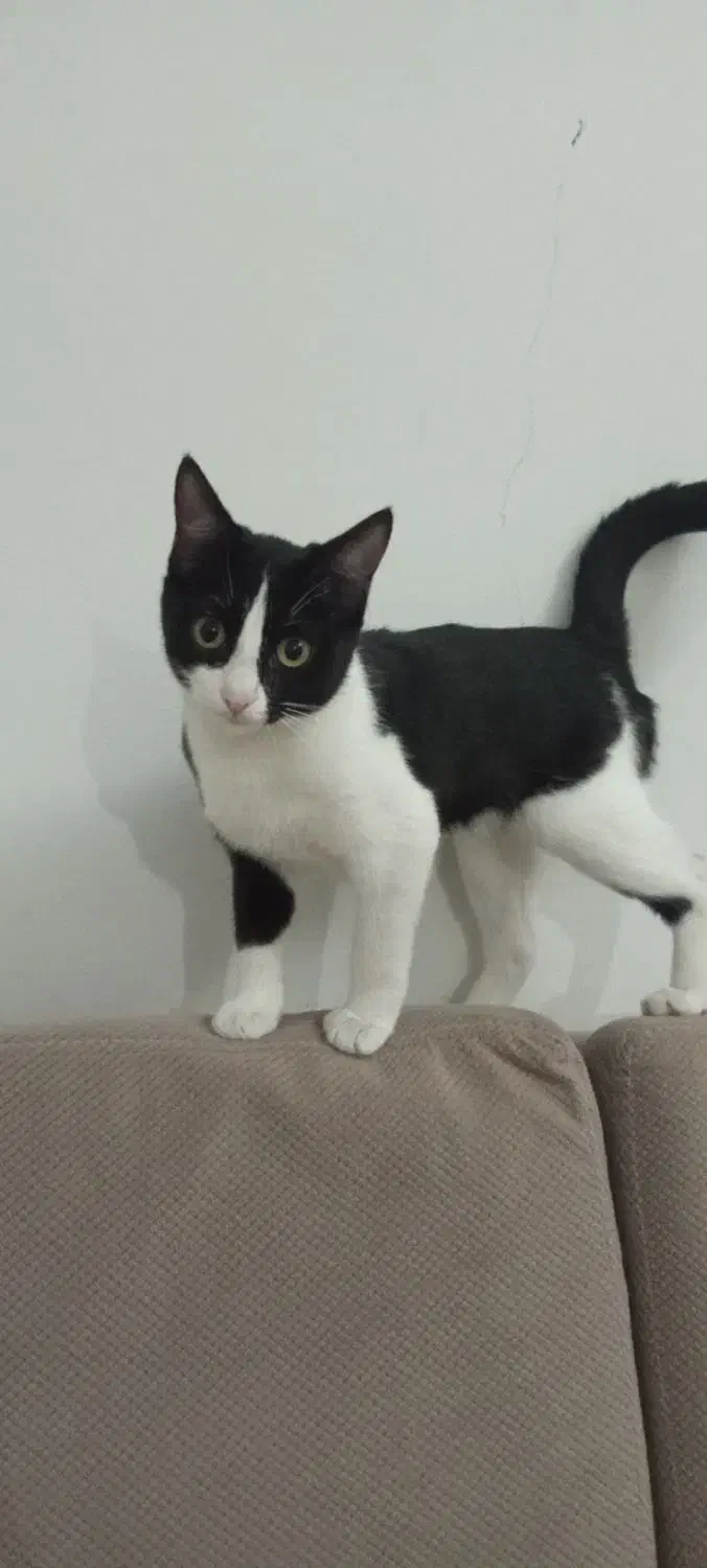 واگذاری گربه|گربه|کرج, شاهینویلا|دیوار