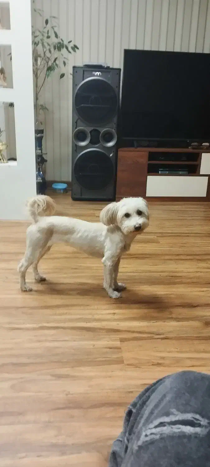 واگذاری سگ|سگ|شهر ری, فیروزآبادی|دیوار