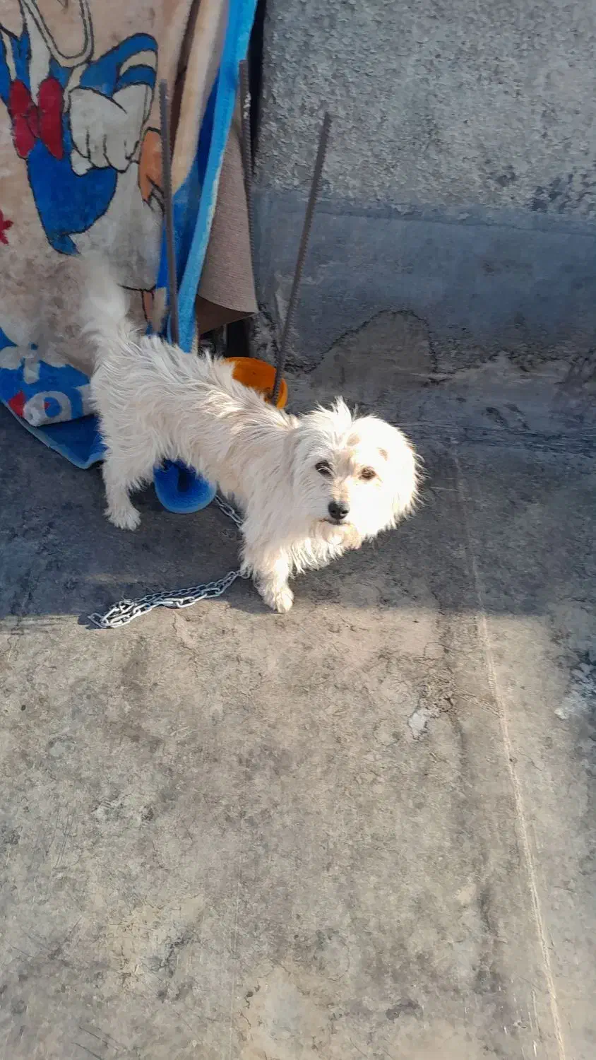 سگ شیتزو|سگ|فرخشهر, |دیوار