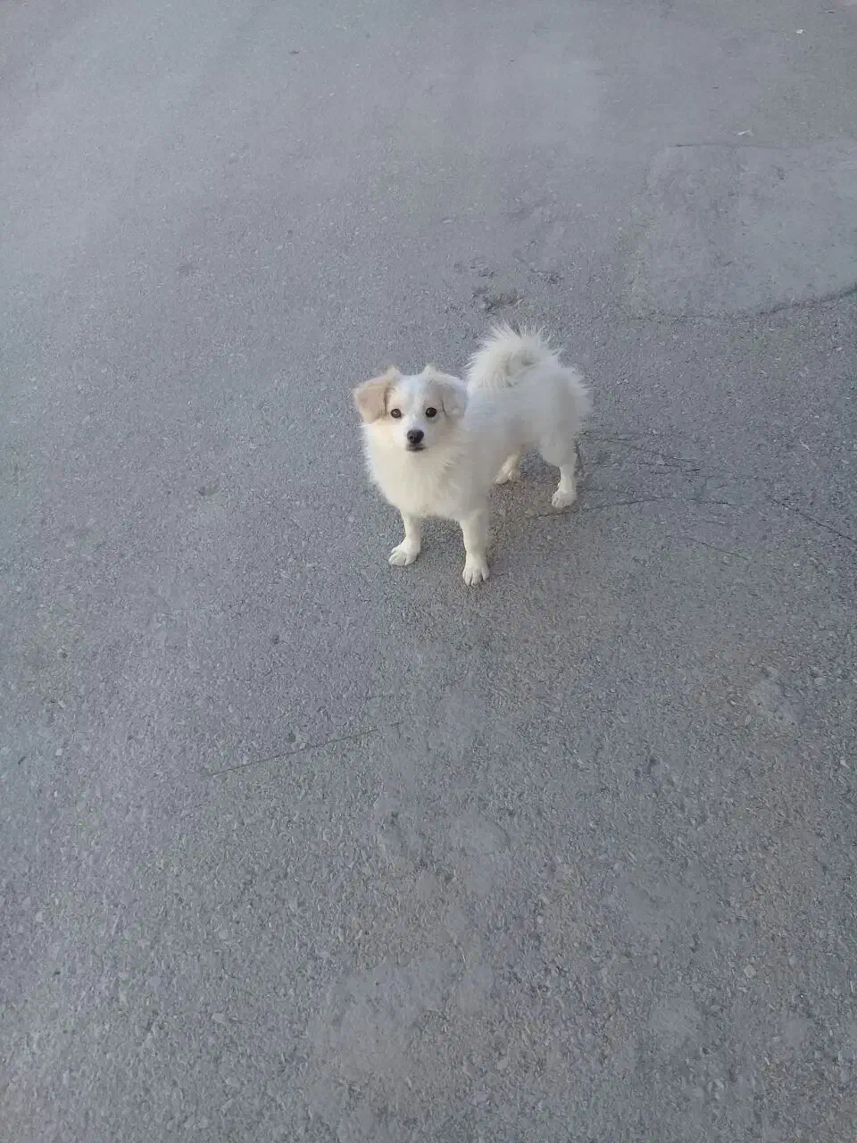 پامر|سگ|کرمانشاه, |دیوار