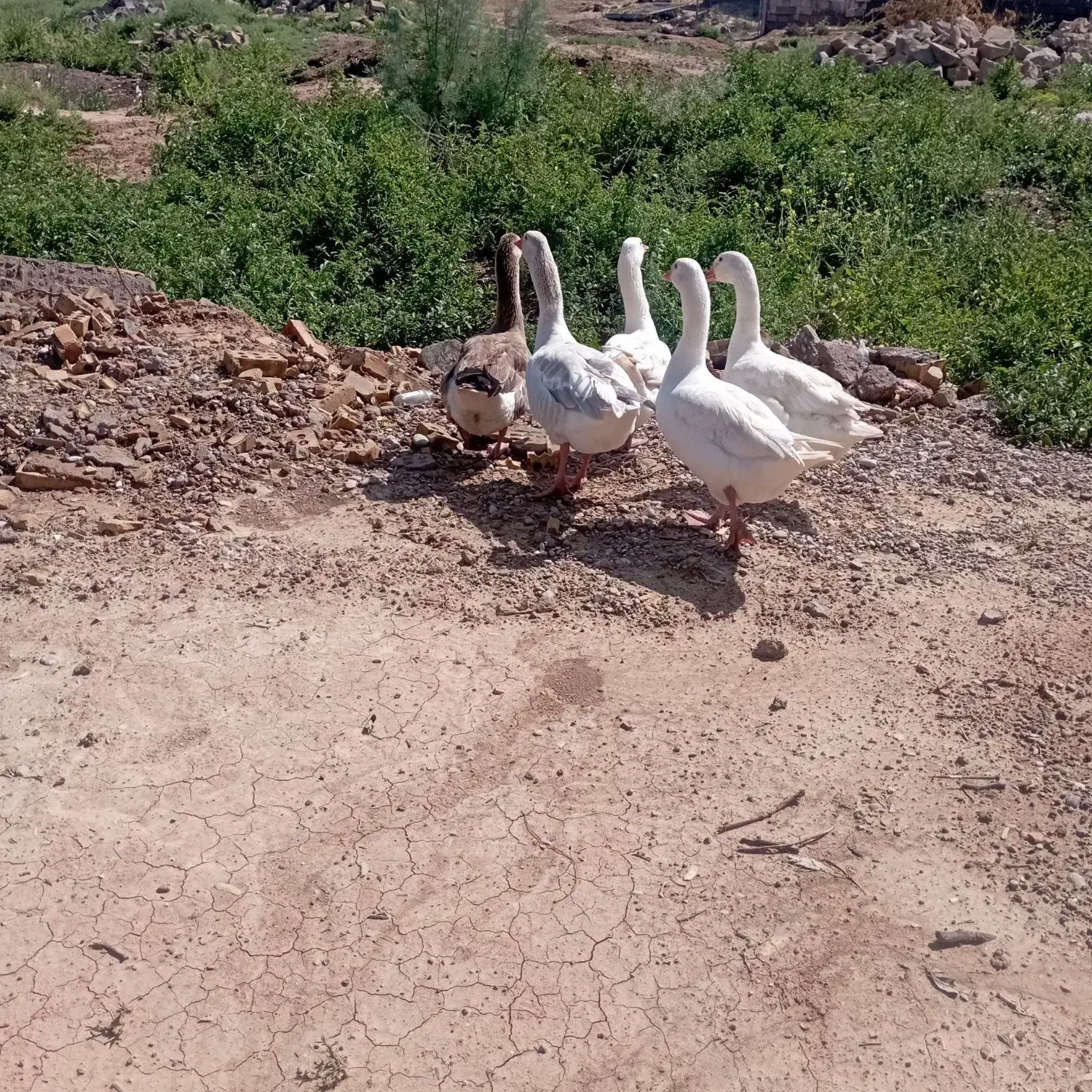 غاز|حیوانات مزرعه|شوشتر, |دیوار