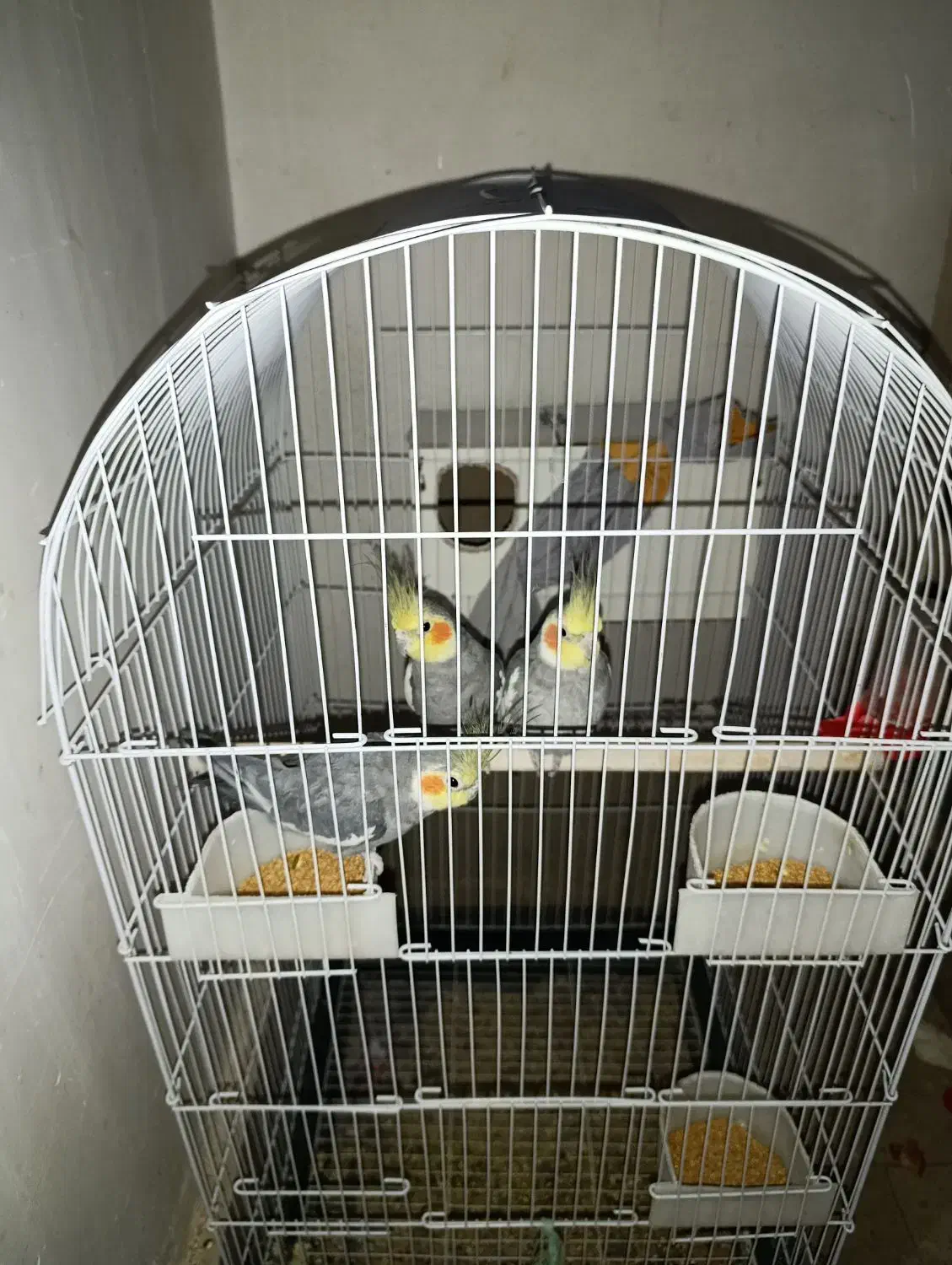 عروس هلندی سیامون|پرنده|مشهد, همت آباد|دیوار