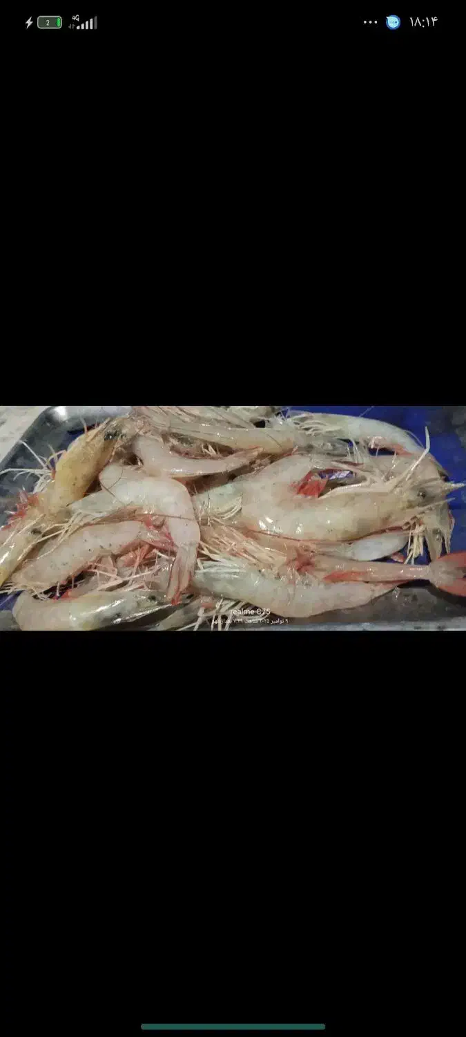 ماهی گاریز و میگو|ماهی|قشم, |دیوار