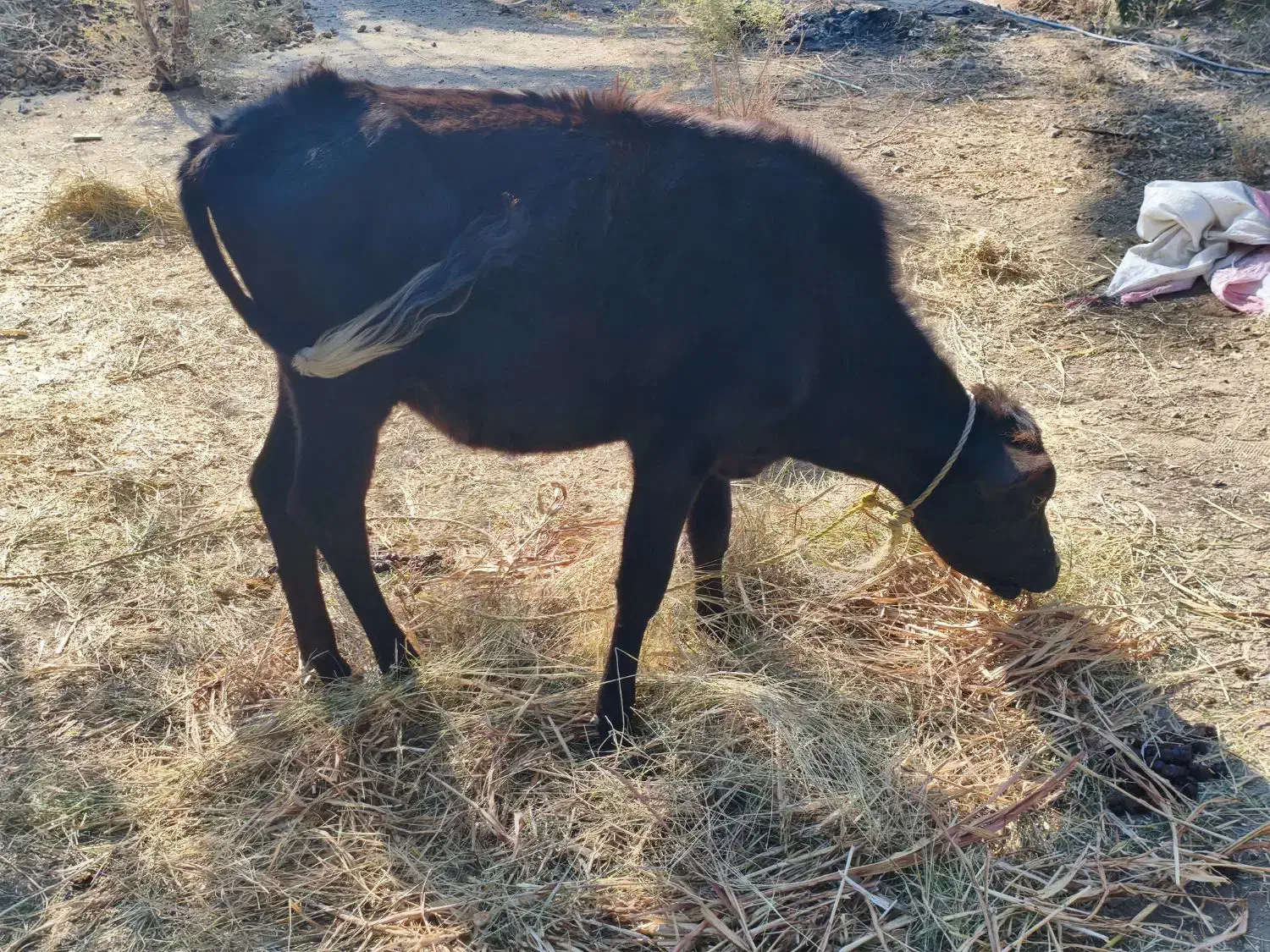 فروش گوساله ماده|حیوانات مزرعه|رودخانه, |دیوار