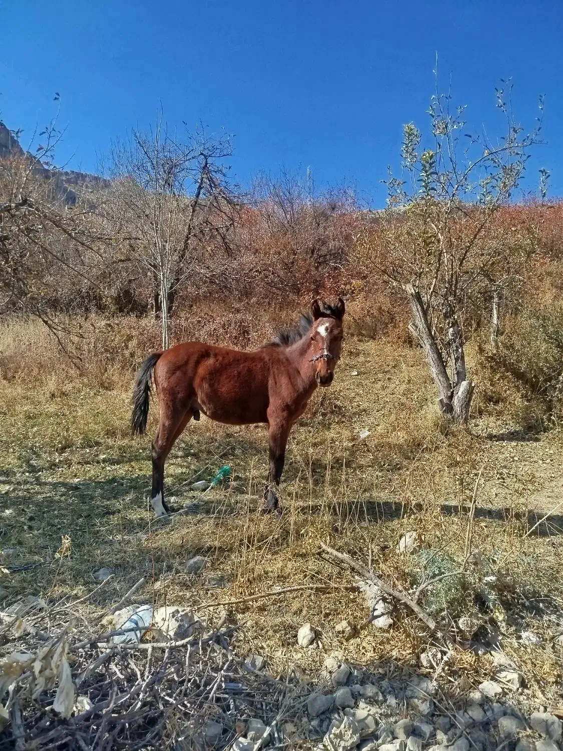 سلام کره اسب فروشی|اسب و تجهیزات اسبسواری|سپیدان, |دیوار