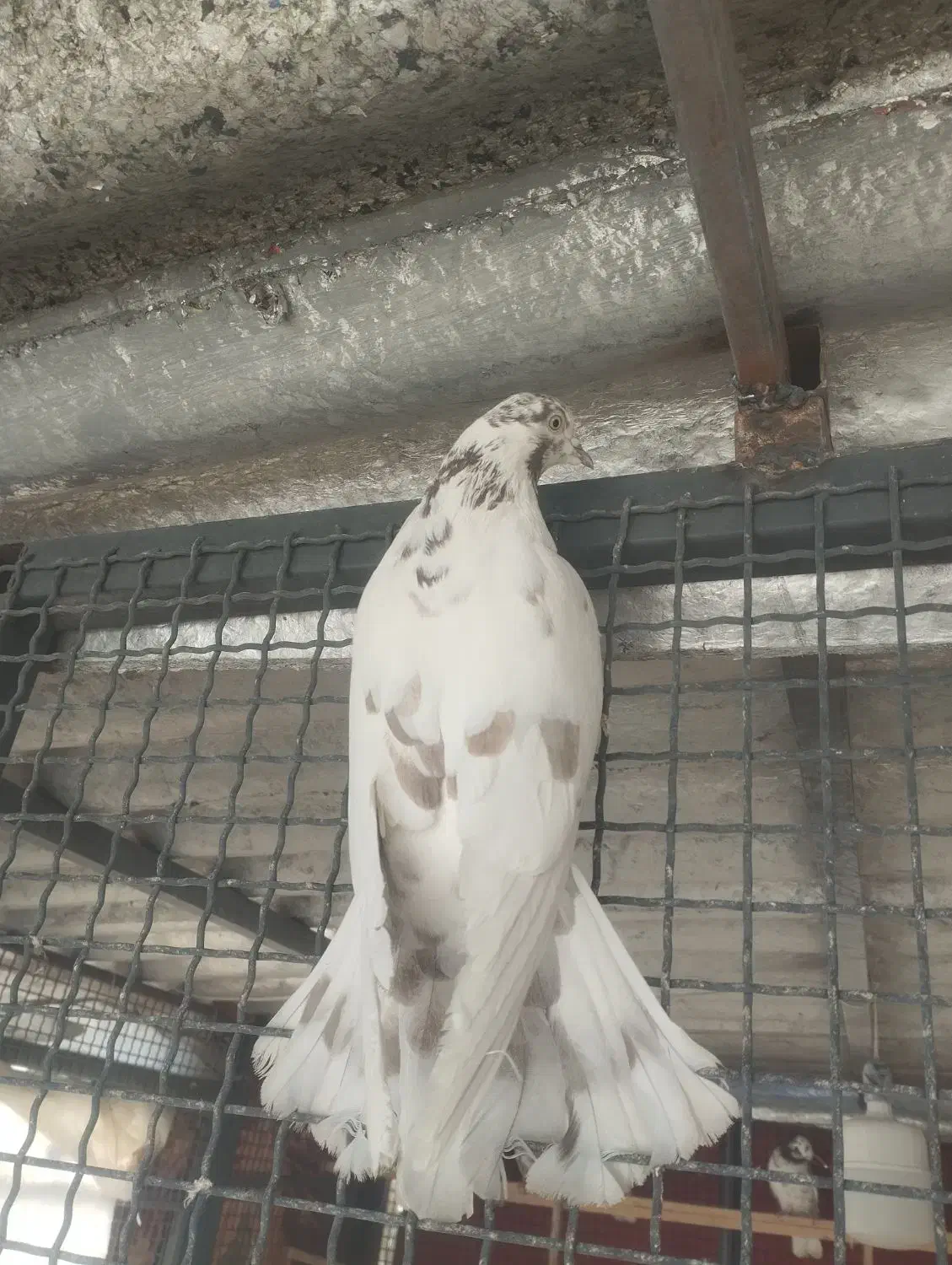 کبوتر عتیقه|پرنده|تهران, میدان میوه و تره‌بار مرکزی|دیوار