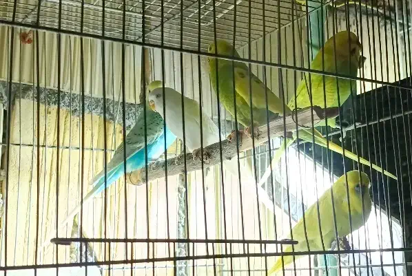 مرغ عشق|پرنده|مشهد, مشکینی (شهرک غرب)|دیوار