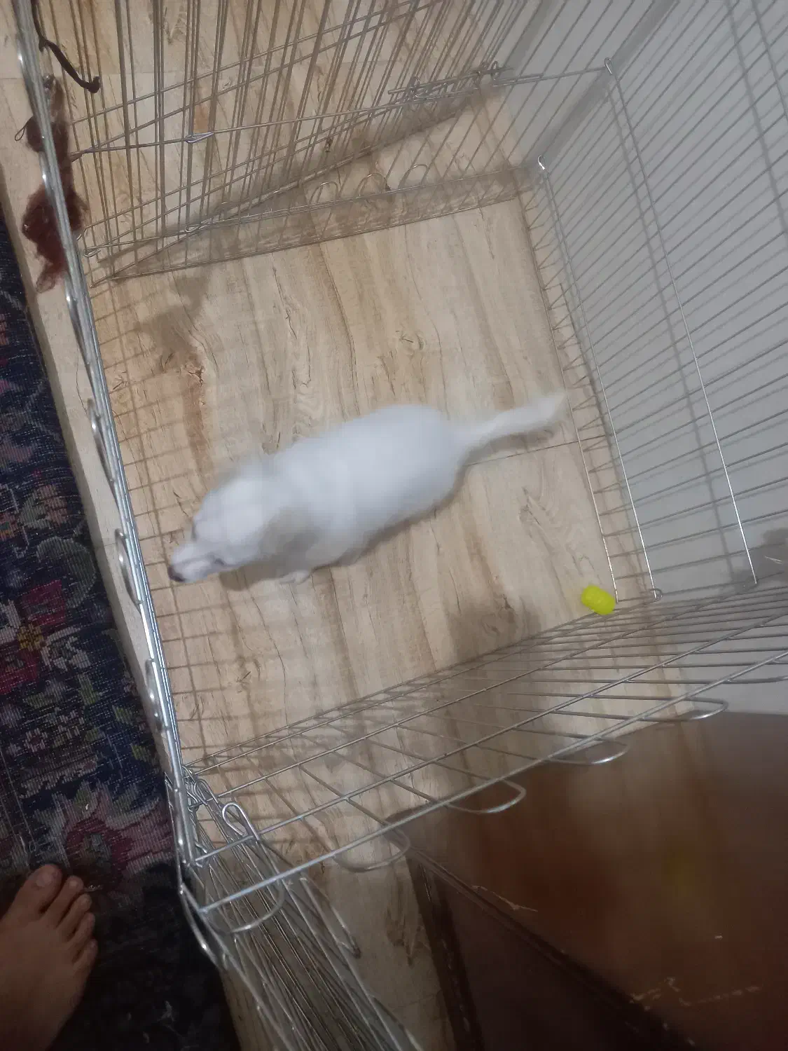 اشپیتز پامر|سگ|تبریز, |دیوار