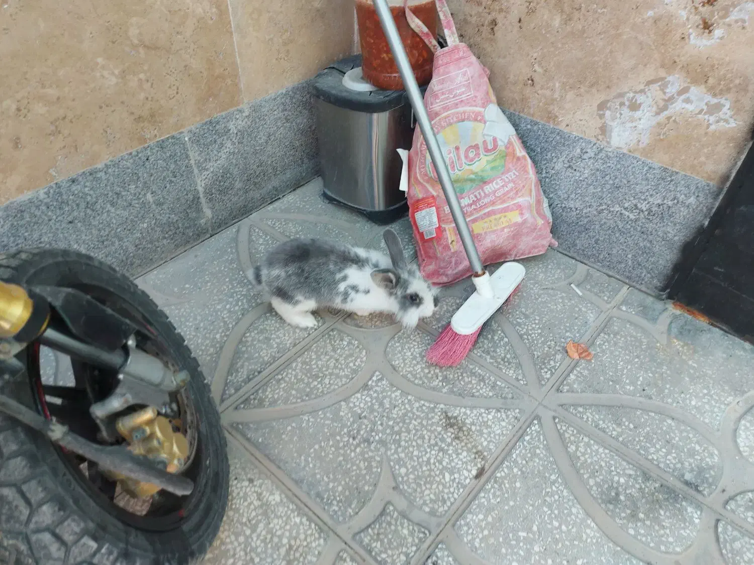 خرگوش نر|موش و خرگوش|اسفراین, |دیوار