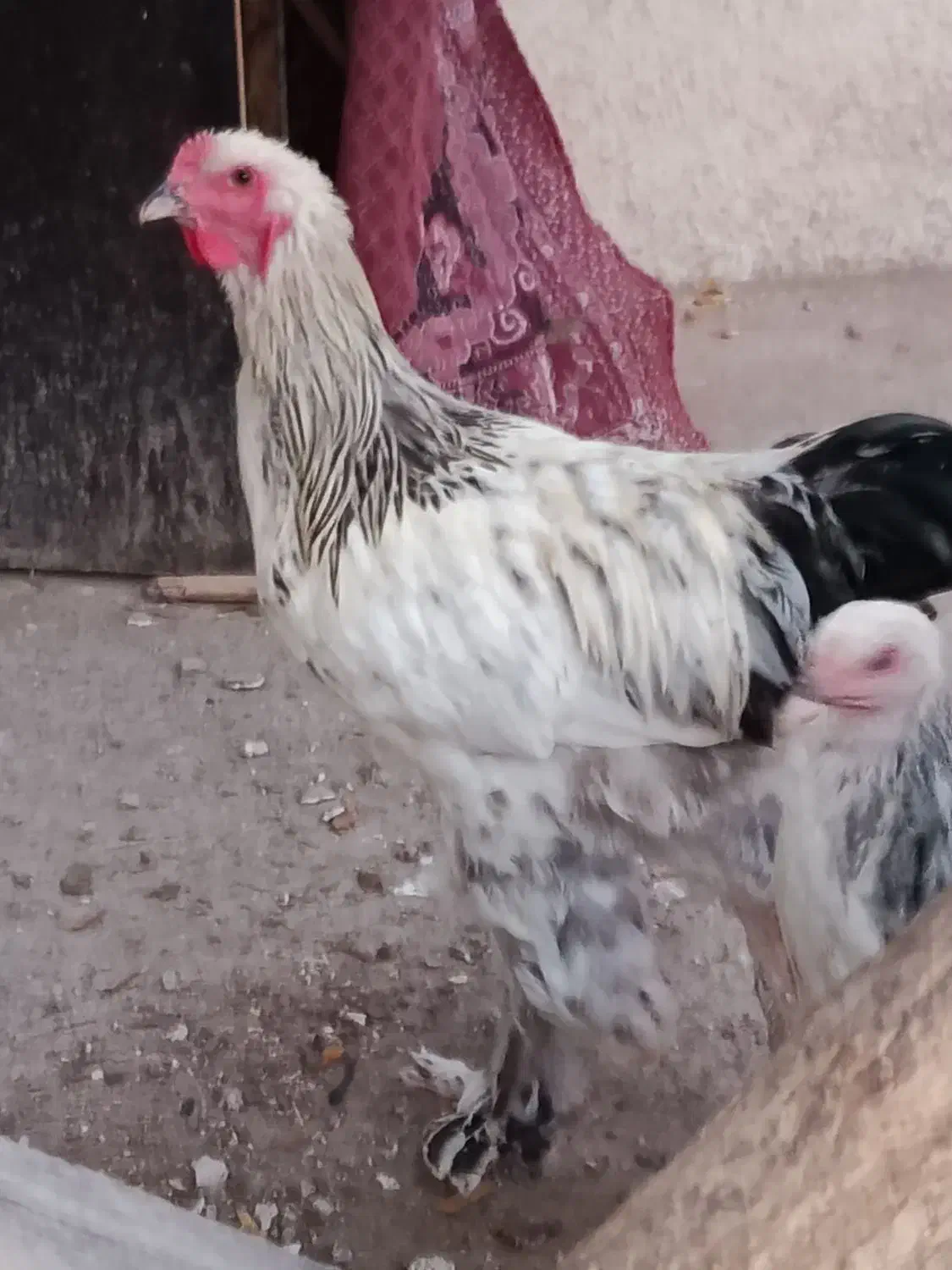 مرغ خروس برهما|حیوانات مزرعه|سبزوار, امیر کبیر|دیوار