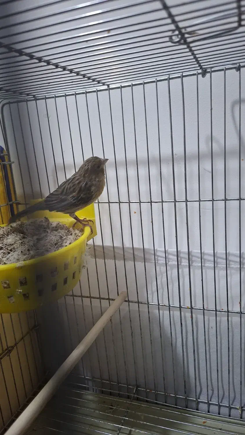 قناری سبز ماده جفتی|پرنده|خرمآباد, |دیوار