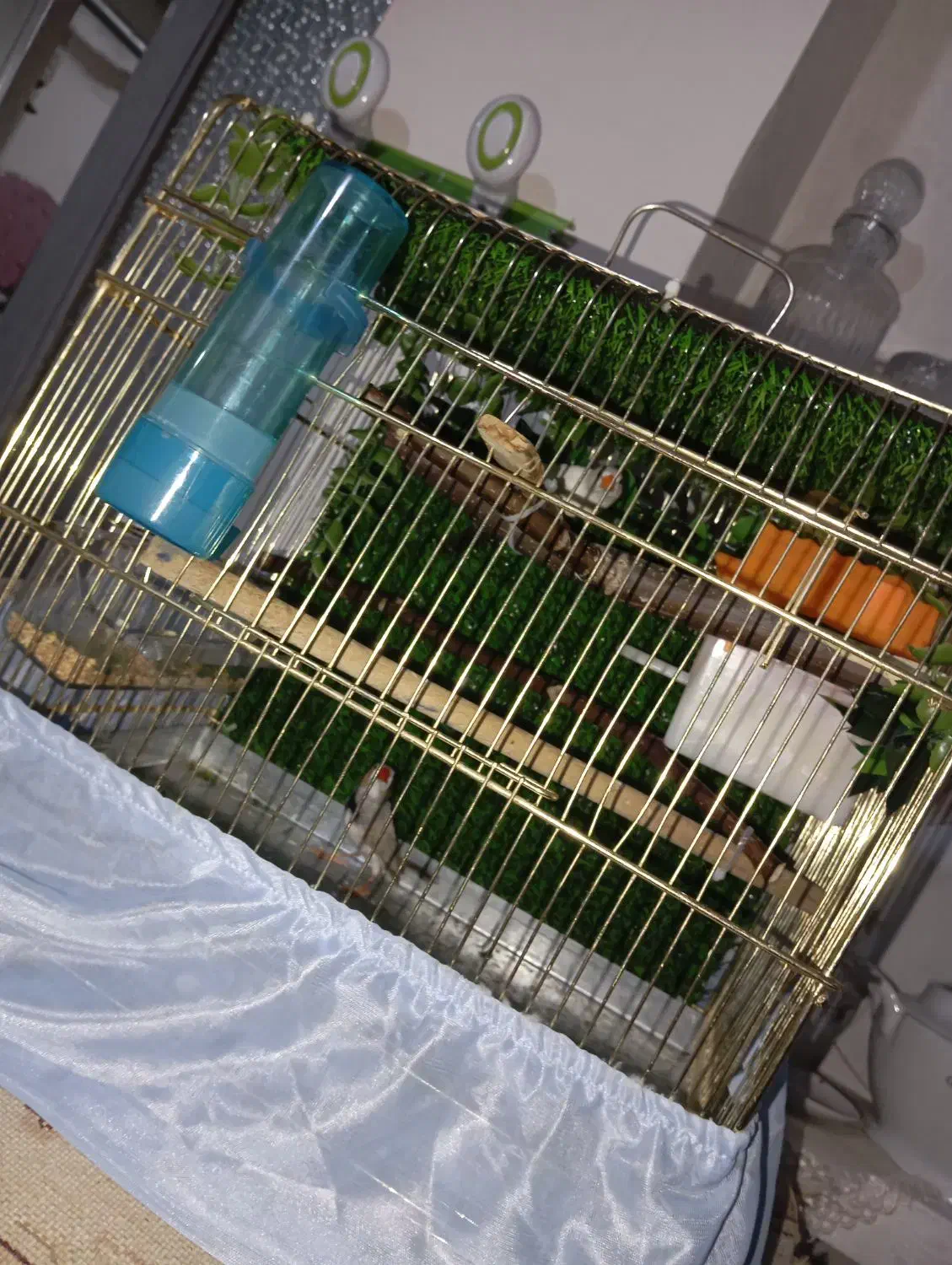 فنج جبرا|پرنده|ارومیه, |دیوار