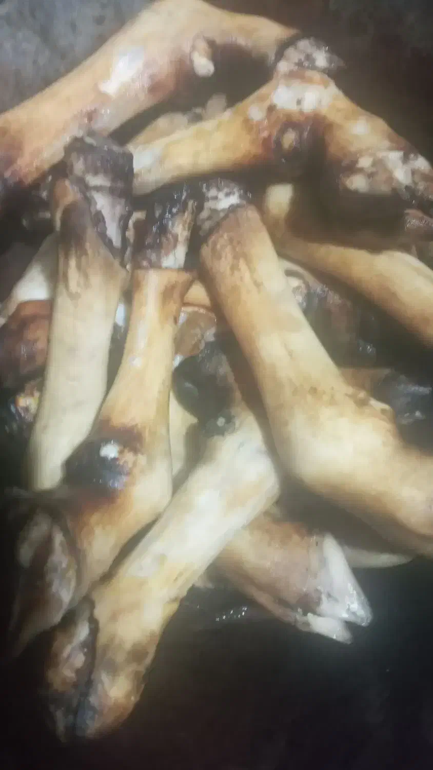 کله پاچه پاک شده گوسفندبومی|خوردنی و آشامیدنی|اسالم, |دیوار